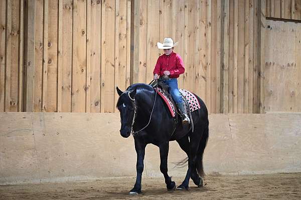 black-dressage-horse