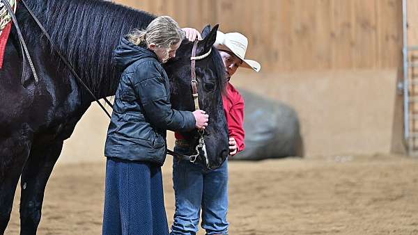 black-equitation-horse