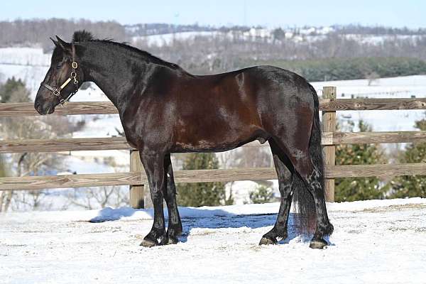 black-field-hunter-horse