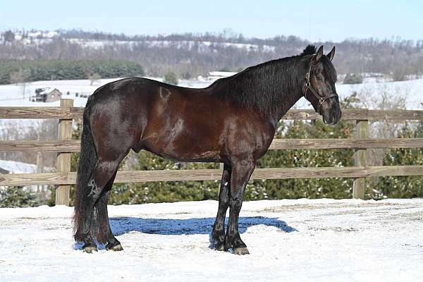 black-husband-safe-horse