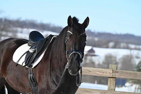 black-kid-safe-horse