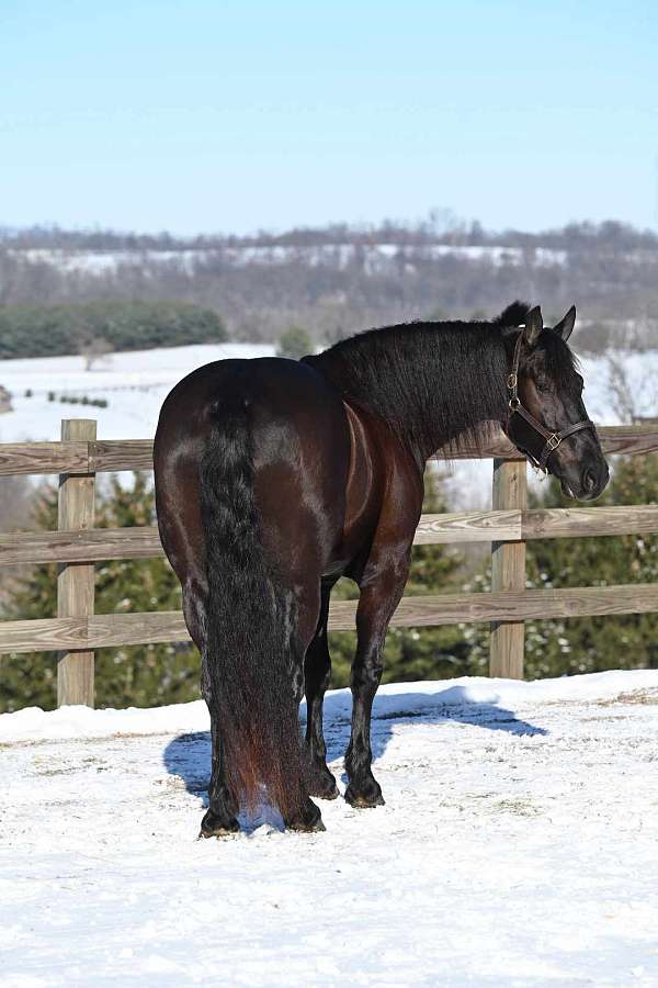 black-trail-riding-horse