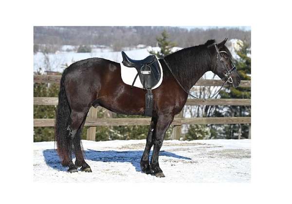 dressage-morgan-percheron-horse