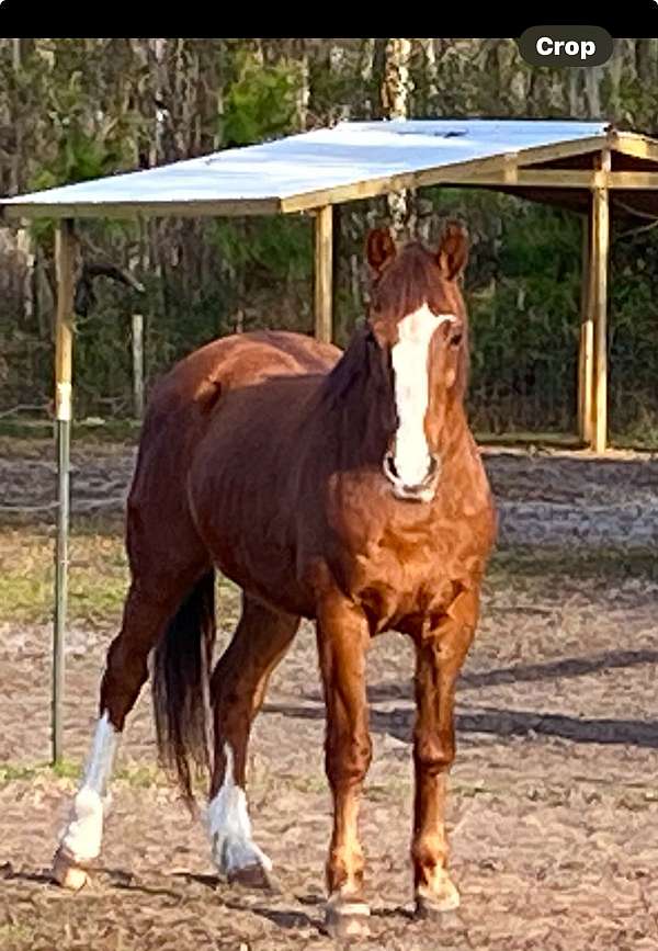 all-around-quarter-horse