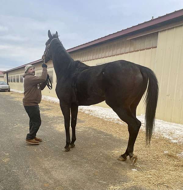 all-around-thoroughbred-horse