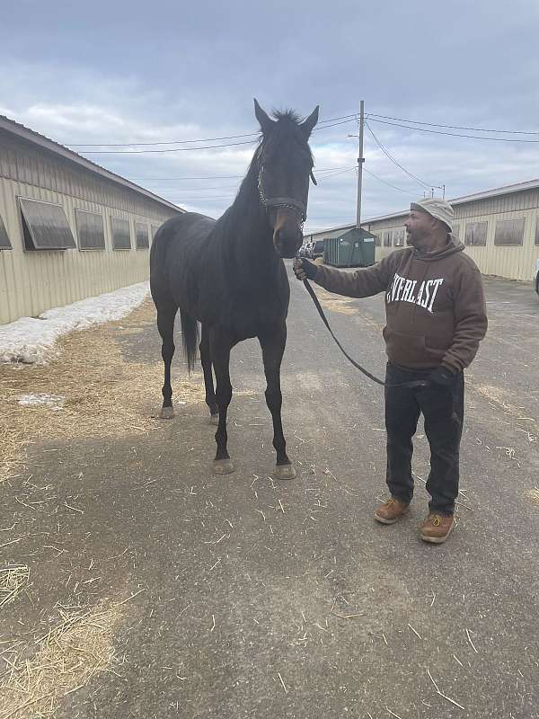 companion-thoroughbred-horse