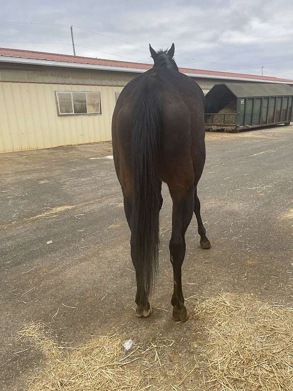 dressage-thoroughbred-horse