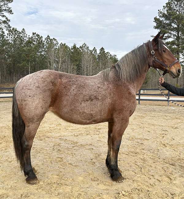 capable-draft-horse