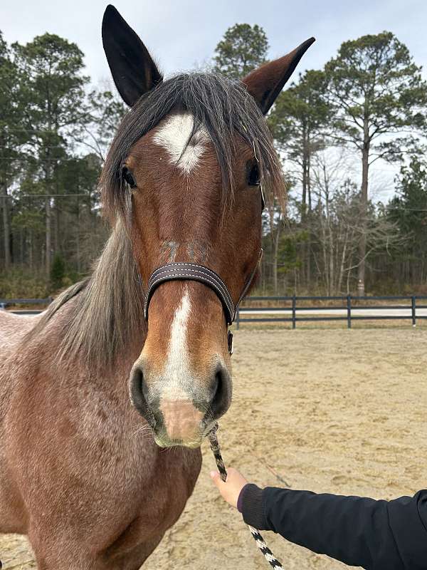 circles-draft-horse