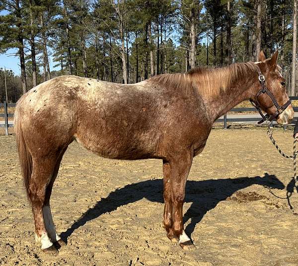 all-ages-appaloosa-horse