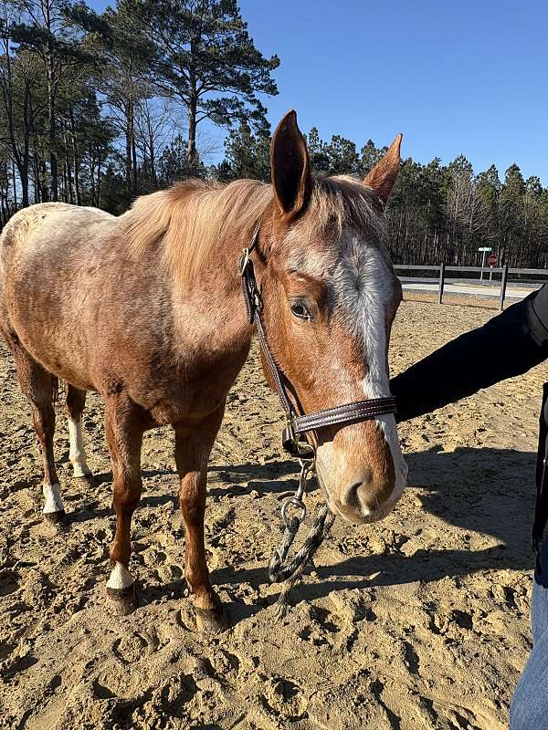 for-all-ages-appaloosa-horse