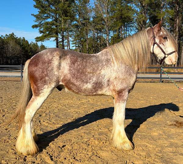 backs-clydesdale-horse