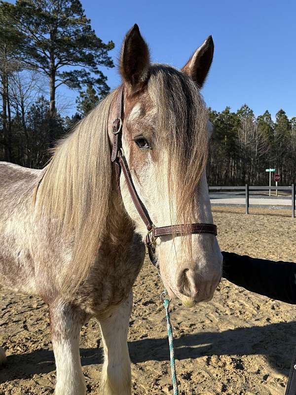 broke-to-drive-clydesdale-horse