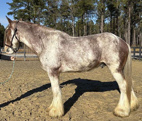 canter-clydesdale-horse