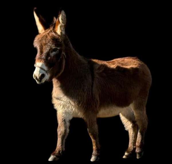 donkey-miniature-male