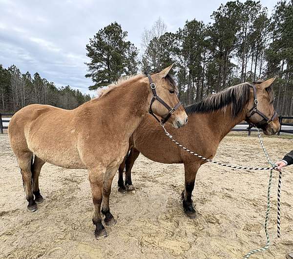 arena-fjord-horse