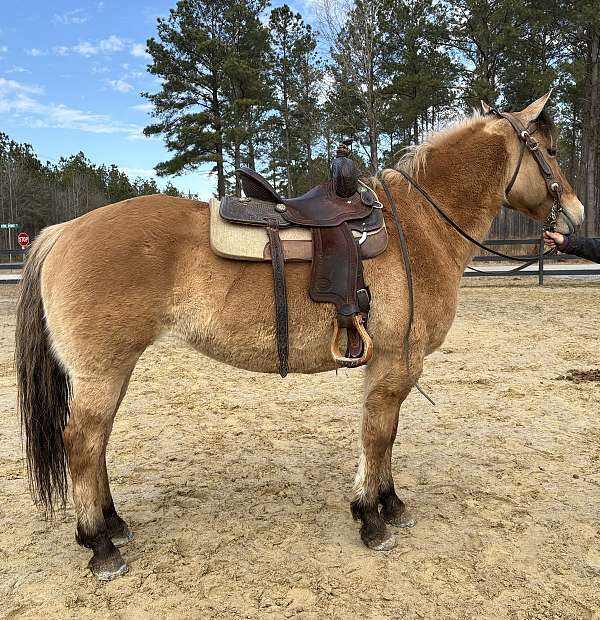 awesome-fjord-horse