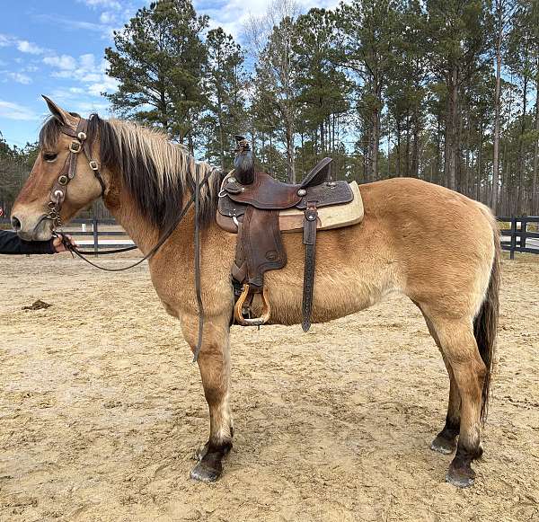 broke-to-ride-fjord-horse