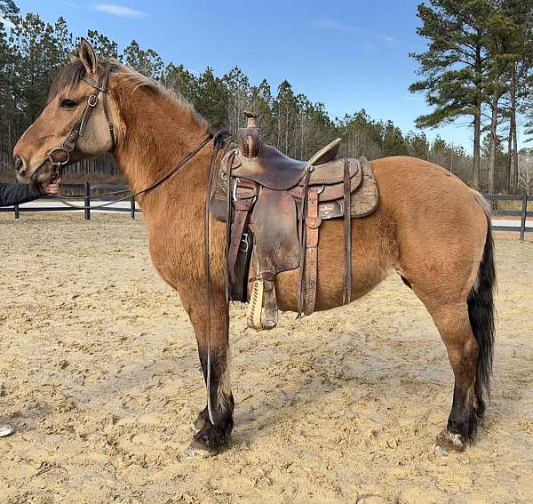 advanced-fjord-horse