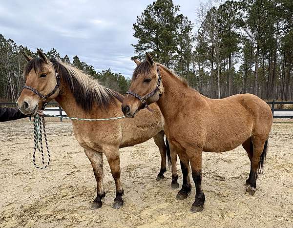 advanced-beginner-fjord-horse