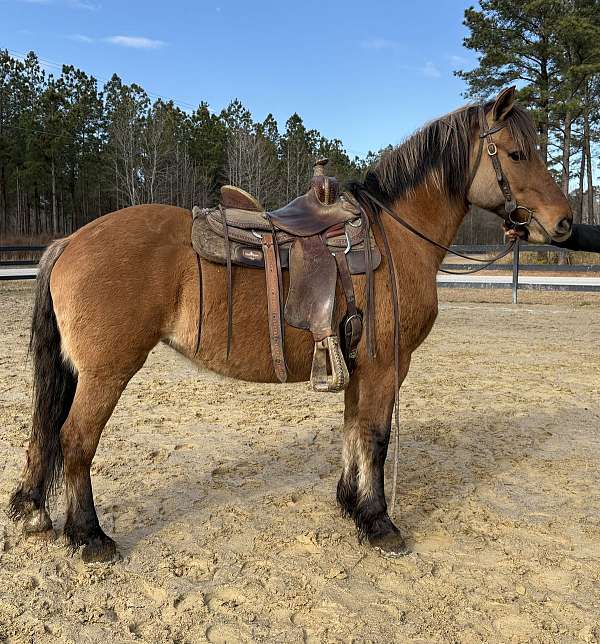 beginner-novice-fjord-horse