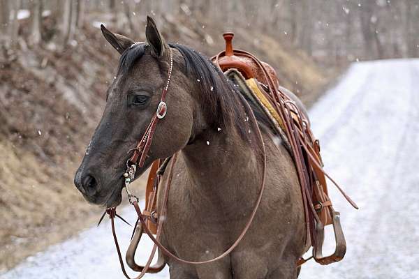 performance-quarter-horse