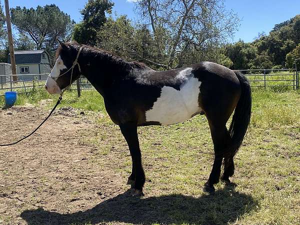 draft-horse-for-sale