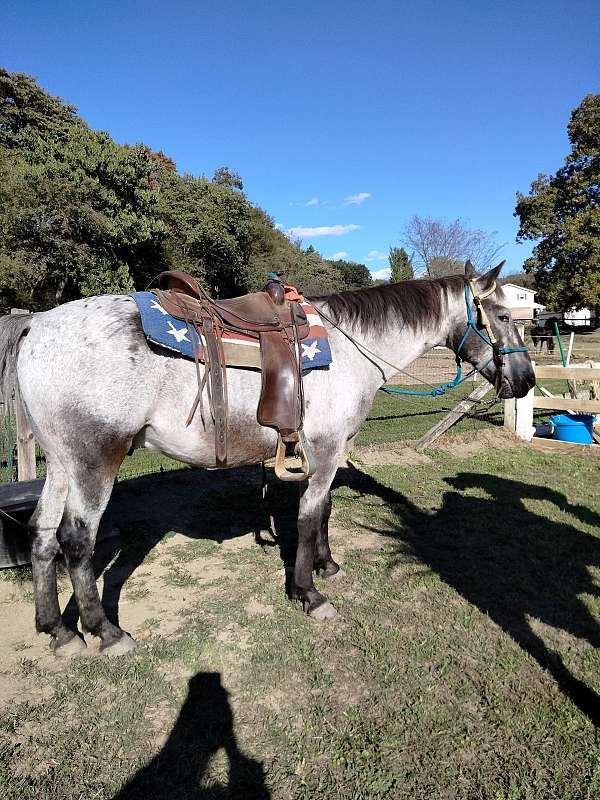 appaloosa-gelding