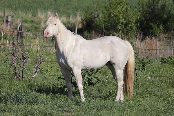 allbreedpedigree-stallion