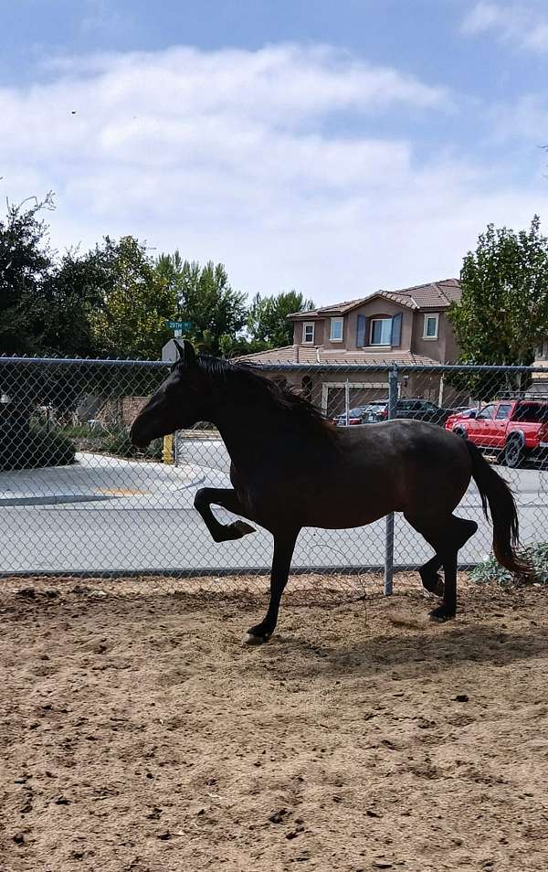 andalusian-horse-for-sale