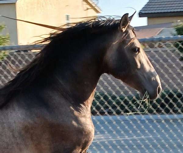 andalusian-horse-for-sale