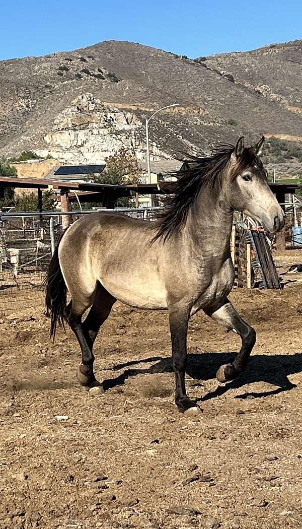 andalusian-horse