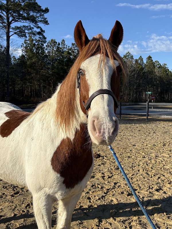 spooky-draft-horse