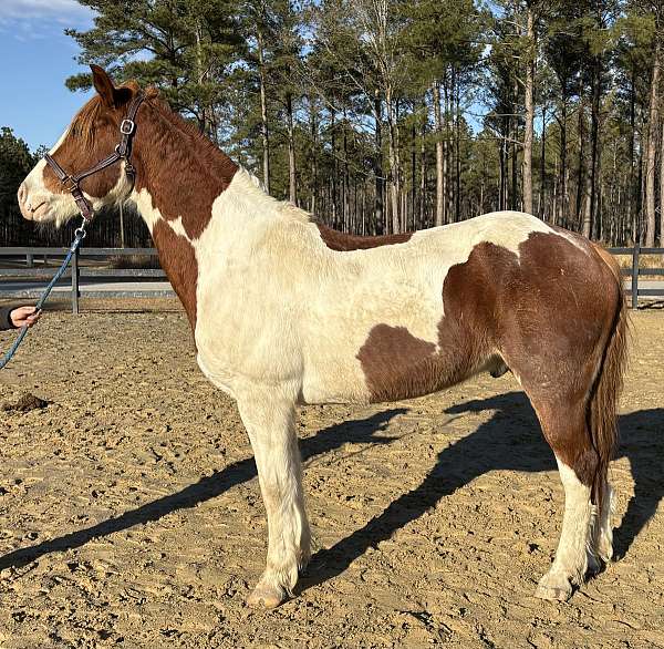 under-saddle-draft-horse