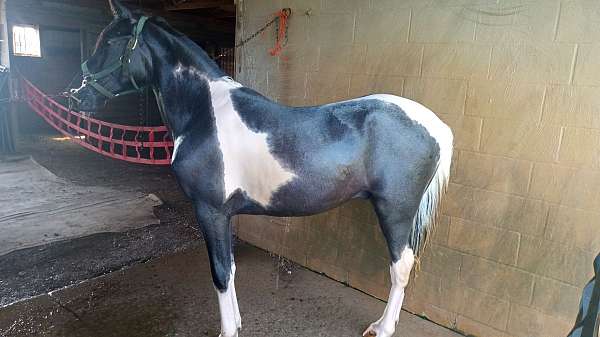 tennessee-walking-horse-for-sale