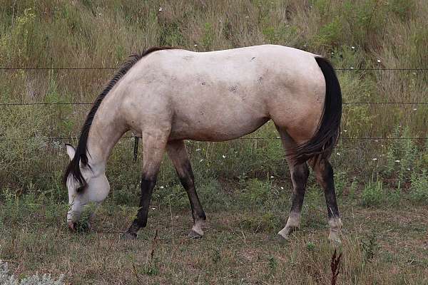 aqha-stallion-filly