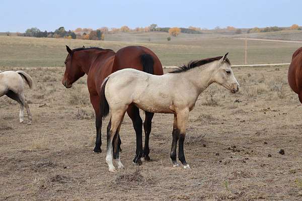 rope-horse-filly