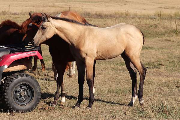 roan-morgan-gelding