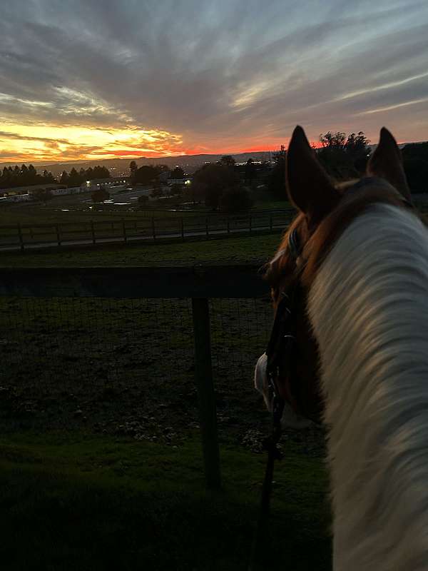 dressage-paint-horse