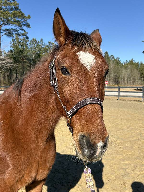 backs-quarter-horse