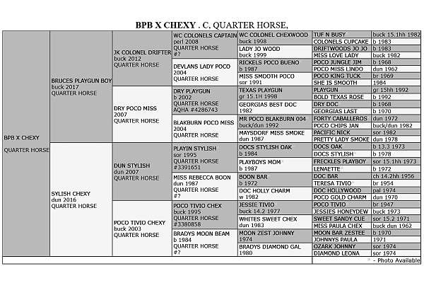 poco-tivio-chex-quarter-horse