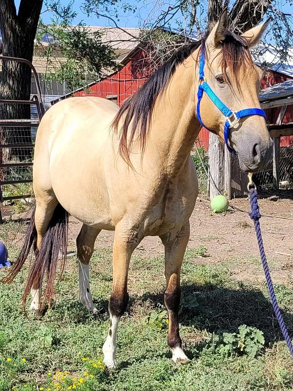 tiger-stripped-legs-white-stockings-horse