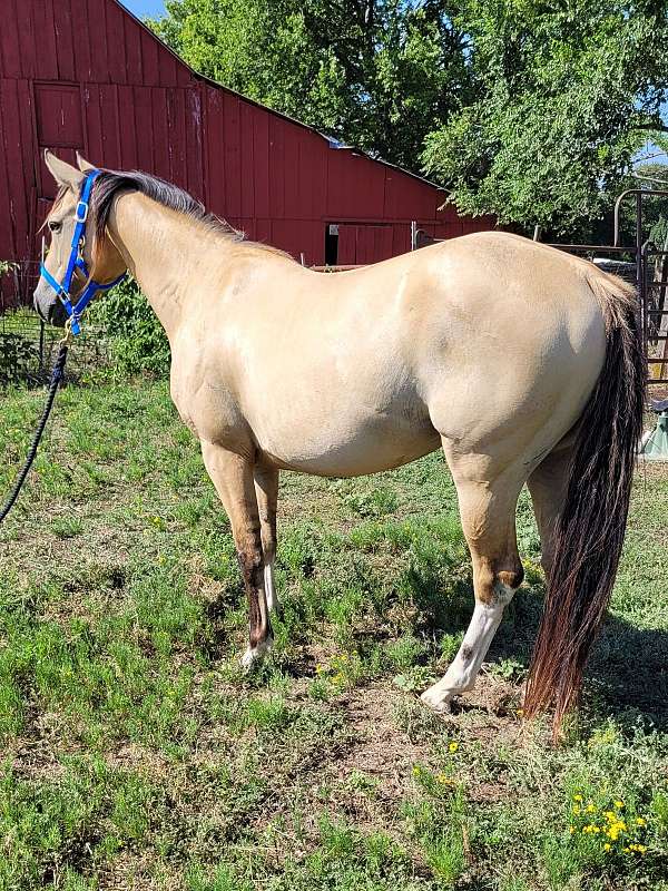 dunskin-tiger-stripped-legs-white-stockings-horse