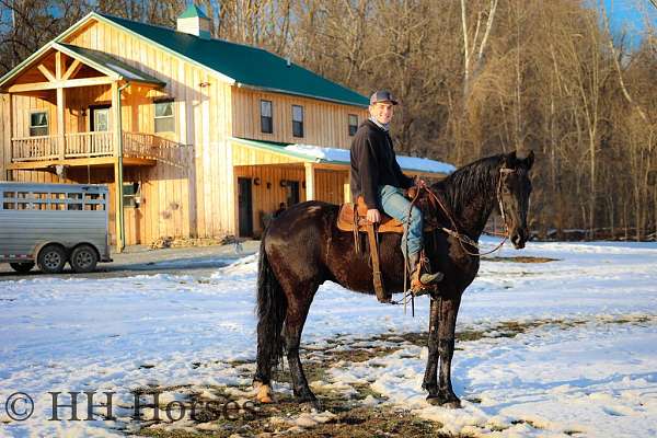 all-around-friesian-horse