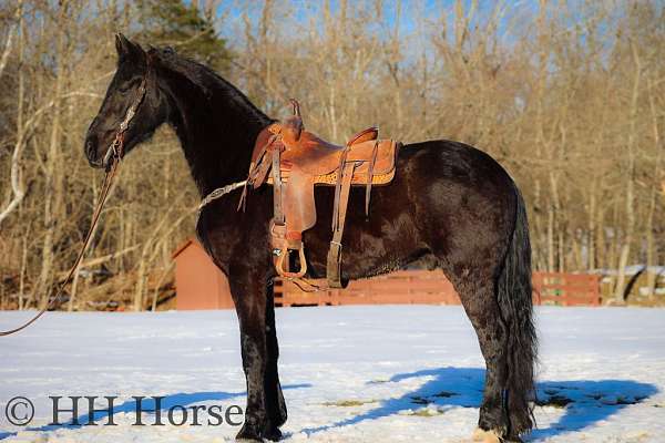 athletic-friesian-horse