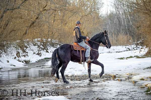 draft-friesian-horse