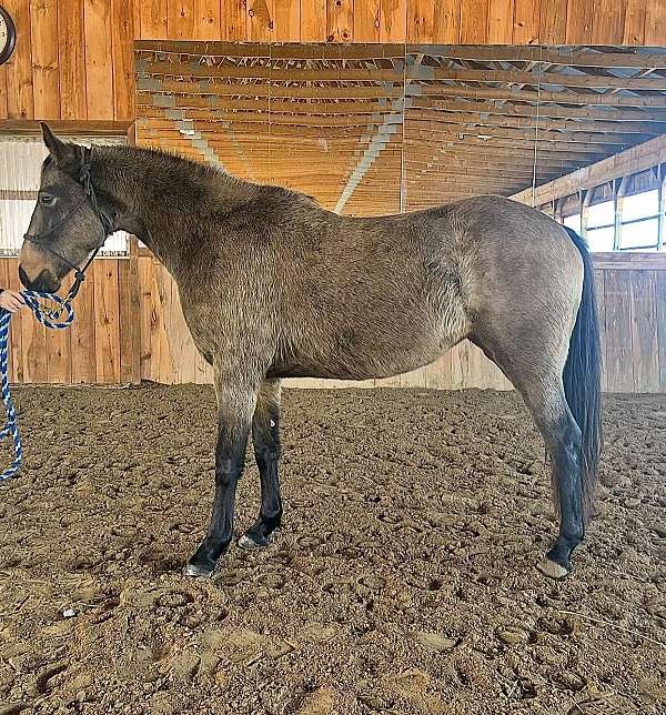 buckskin-dressage-hunter-horse