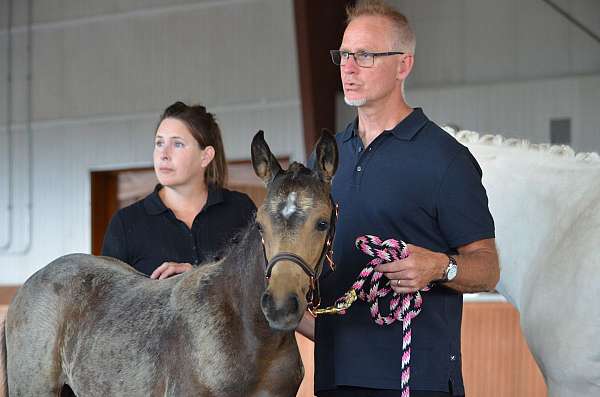 buckskin-pony-stallion