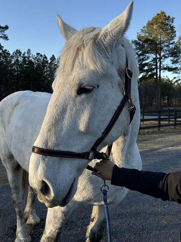 anyone-percheron-horse