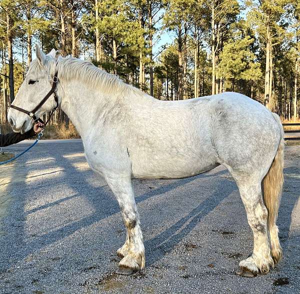 easy-going-percheron-horse